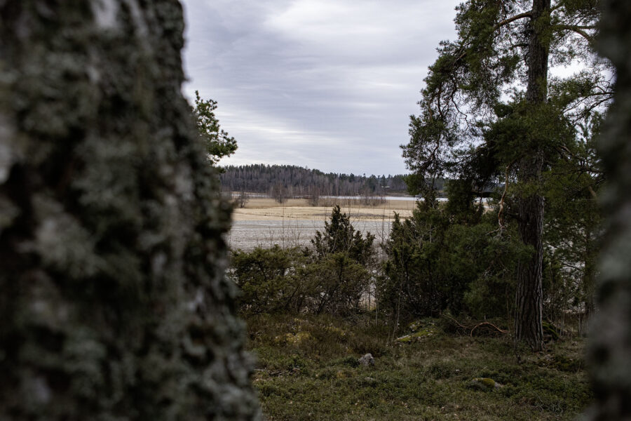 Kuva metsästä kohti aukeavaa pelto- ja merimaisemaa.