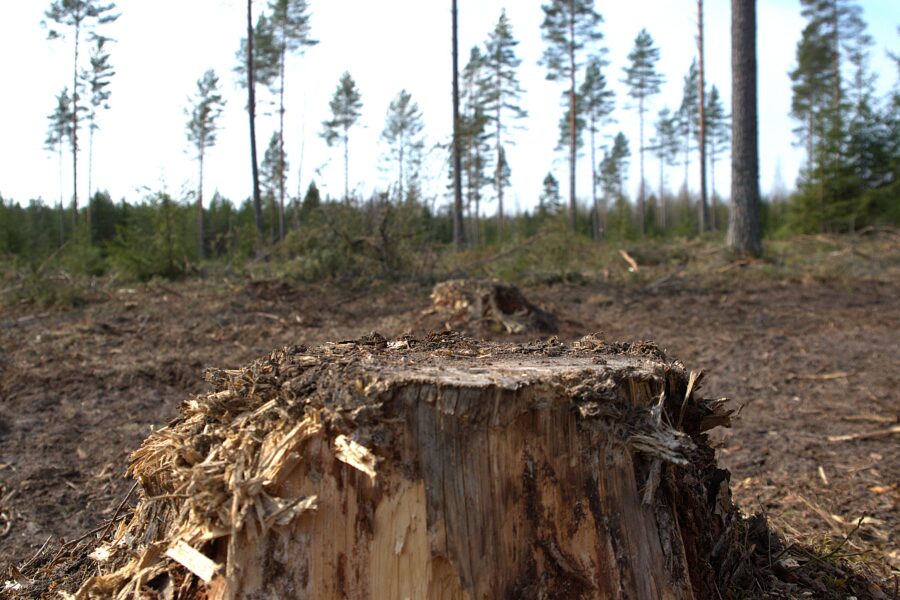 Etualla näkyy puun kanto ja hakattua metsää.